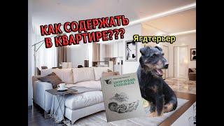 Немецкий Ягдтерьер | Как содержать в квартире?