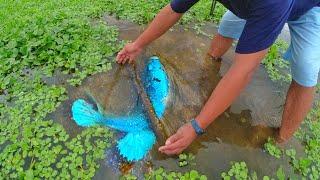 Amazing Hand Fishing Video |Tail Half Sun Spadetail Betta Fish Finding A Lot Of Betta In Village