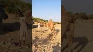 Dekho malik Onath ko kiya kar raha h #shorts #camel