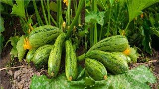 Growing early zucchini. Planting Top dressing Yield zucchini