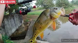 Peacock Bass on Ultralight fishing || Shimano Vanquish 1000SSSPG || Thirty34four Advancement PSR-60