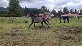 Caballo lusohispano Cayetano lusitano x español Horse