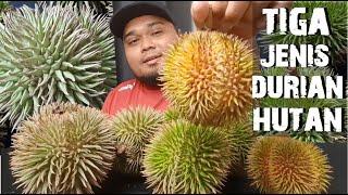 3 Jenis Durian Hutan - Tak Lengkap Kalau Korang Peminat Durian Tapi Tak Pernah Makan Durian Hutan!!