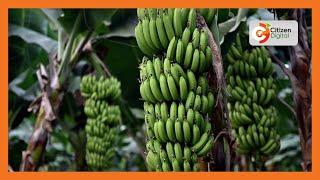 | KENYA'S GOLD | Banana Farming in Kenya: Soil Management Practices [Part 3]