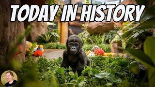 WORLD'S FIRST Captive-Born Gorilla | Today in History (1956)