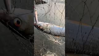 Lure for sockeye fish on Da River early in the morning.#shorts
