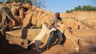 Living With Lions In Africa