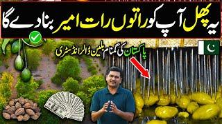 HARRER Farming in Pakistan | Medicinal Fruit of Medical World | Kissan Ka Pakistan