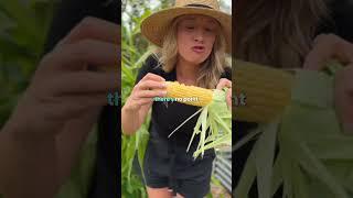 VEGGIE GARDEN LIFE - EPISODE 1  #growveg #vegetablegarden #gardentips #garden #howtogrowfood