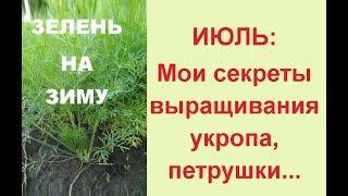 Посадка укропа и петрушки в июле// Зелень на зиму