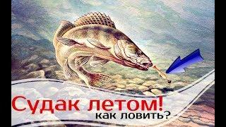 Как ловить судака летом?