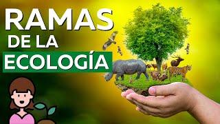 ¿Cuáles son las RAMAS DE LA ECOLOGÍA? ¿Qué Estudian? 27 Disciplinas️