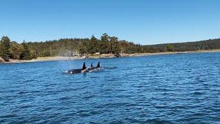 ORCA WHALES UP CLOSE SIGHTING (Nature Adventures, Hippie Life & More)