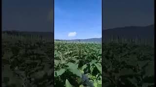 Terong yg Menggunakan Eco Farming