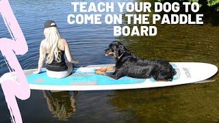 How to teach your dog to go on a paddleboard