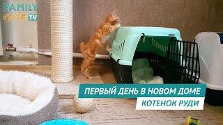 Первый день котенка в новом доме - Курильский бобтейл Руди