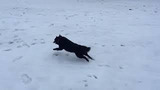 Schipperke Balto crazy walk