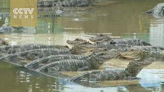 18 Chinese alligators released into wild