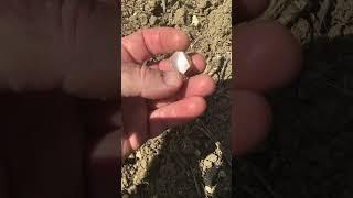 Clear Quarts Crystal found on prehistoric site: Field Walking Freaks #history #prehistoric #walking