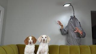 Light Head In Real Life vs Dogs Prank: Funny Dogs Maymo & Potpie Meet Light Head