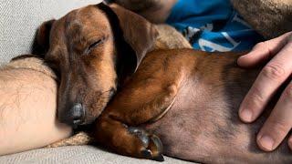 Mini dachshund loves to spoon