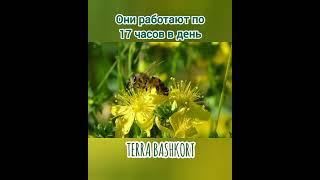 Бурзянская (башкирская) пчела
