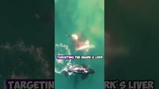 The Hunting Techniques of Killer Whales (Orcas) and Great White Sharks