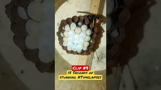  Time Lapse of Wasps Building Hive #ecoplanettv #shorts #wasp