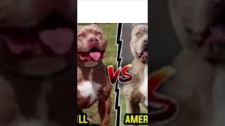 Rottweiler dog free #youtubeshorts #shorts #viralvideo #ranjit official ०७७ #puppy #rottweiler #ranj