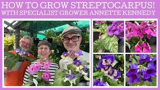 How to grow & propagate Streptocarpus with specialist grower Annette Kennedy!