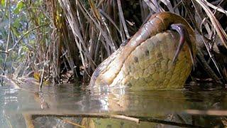 PESCA DEU BRUTAS E SUCURI GIGANTENA   #LAGOA #ABANDONADA!!!