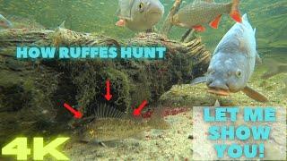 The Ruffe Gang MISCHIEF! - pests or funny and INTERESTING FISH?