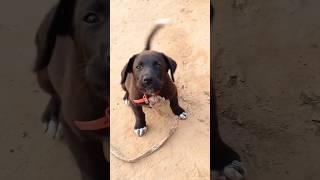 Honey's  Cute Bark Sound #puppysounds #dogsound #dogvoice #barking #puppyvoice
