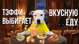 САМАЯ ЛЮБИМАЯ ЕДА СОБАКИ ИЗ ПРИЮТА | ЧТО КУШАЕТ СТАФФОРД ТЭФФИ |  DOG'S FAVORITE FOOD