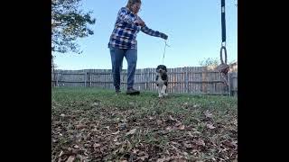 Aussie Puppy Training For The ICKC Turkey Trot