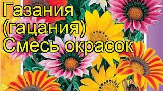 Газания Смесь окрасок (Smes' okrasok). Краткий обзор, описание характеристик, где купить семена