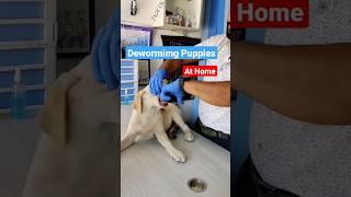 Deworming Puppy At Home #shorts #youtubeshorts #drrahulpetscare #Dog