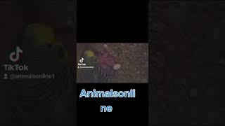 Animalsonline