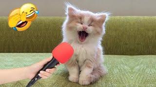  Try Not To Laugh Dogs And Cats  Best Funniest Animals Video 2024 #4
