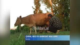 Çudira shqiptare, keci pi qumësht nga lopa në një fshat të Kurbinit - (15 Gusht 2008)