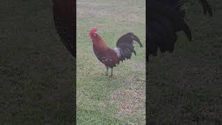 Hawaii's feral chicken