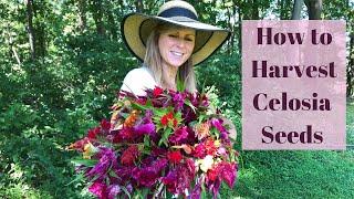 How to Harvest Celosia Seeds to Plant in Your  Garden For Next Year