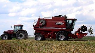 Žně 2020 I Case IH 2388 I Wheat HARVEST 2020