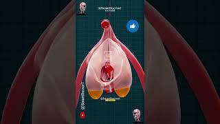 CIit-oris Anatomy - Resting/Aroused CIit-oris. 