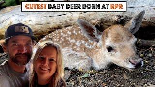 #803 - The Cutest Baby Deer Ever!!!  (First Live Birth at RPR), Final Details Bumpside Diesel