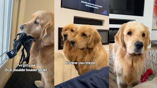 A Week In The Life Of My Hilarious Dogs