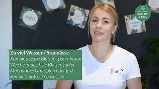 Dein Pflanzen-Grow-Kurs - Lektion 2: Gelbe/Braune Blätter - Was ist die Ursache?