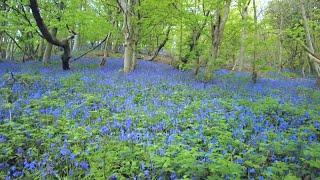 A Walk through a Bluebell Forest, English Countryside 4K