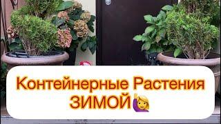 КОНТЕЙНЕРНЫЕ РАСТЕНИЯ ЗИМОЙ. Как сохранить??