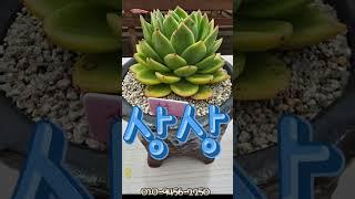 다육이 대품 모음 소개#쑥쑥다육 #천안다육이키핑장#평택다육이키핑장#아산다육이키핑장#안성다육이키핑장#천안다육이#안성다육이#아산다육이#평택다육이#다육이#다육이키핑장